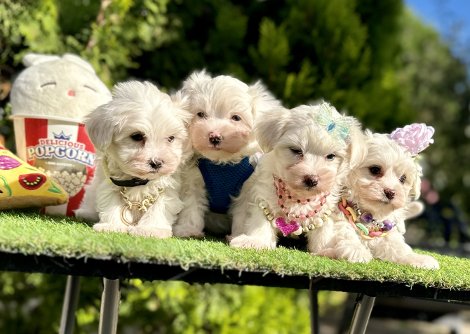 Maltese Terrier Safkan Yavrular